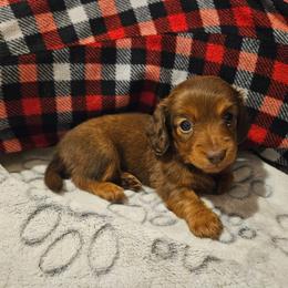 Girl 1 - Chocolate and tan female Dachshund puppy in New Castle, Colorado from Shaffers low riding weiners
