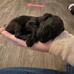 Luna - Black female Maltipoo puppy in Layton, Utah from Little Lou Puppies