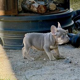 Honey (red collar) - Tricolors female French Bulldog puppy in Colorado Springs, Colorado from Sun Mountain Frenchies