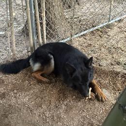 I call her Baby, she will be named by new family - Bi-color female German Shepherd puppy in Bluff City, Tennessee from What a Heart Wants