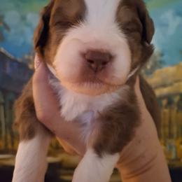 Emma - Red tri female Miniature Australian Shepherd puppy in Copperas Cove, Texas from Aussies Acre