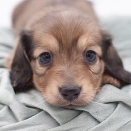 VERSACE - AKC Import Lines - Cream female Dachshund puppy in Coweta, Oklahoma from Sunnyside Dachshunds