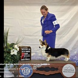 Coton de Tulear Puppies from Marnac