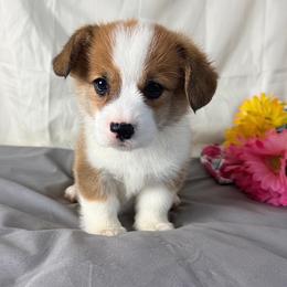 Franklin - Sable male Pembroke Welsh Corgi puppy in El Dorado Springs, Missouri from Trixie Dixie