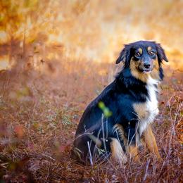 Rayne - Miniature Australian Shepherd