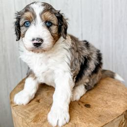 Peter - Blue merle male Aussiedoodle puppy in Arlington, Washington from Doodle Love Laugh