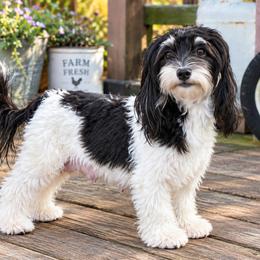 UMA - Havanese