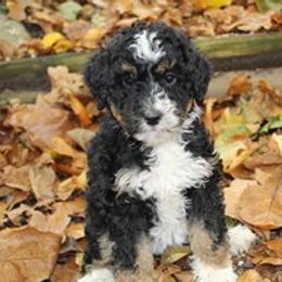 Aussiedoodle Puppies from Old Mills Aussiedoodles