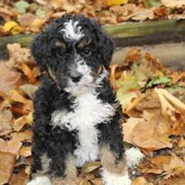 Aussiedoodle Puppies from Old Mills Aussiedoodles