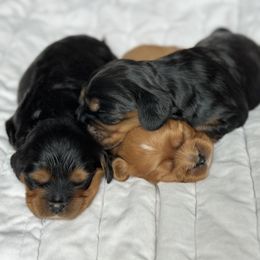 Cavalier King Charles Spaniel puppies from Fern Valley Cavaliers