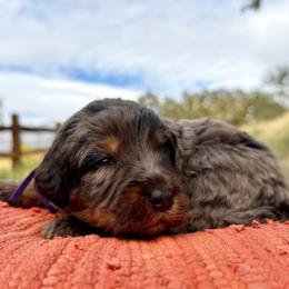 Prancer (Purple) - Merle female Bernedoodle puppy in Highland, Utah from Angel Pups Deluxe