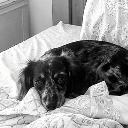 Ava - Dachshund