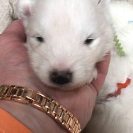 Samoyed Puppies from Cascade Samoyeds