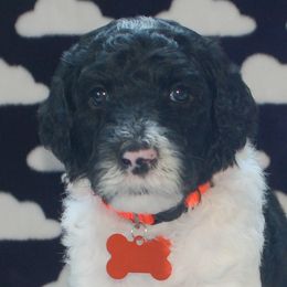 Orange Collar Boy (Rocco) - Poodle puppy in Sugar Hill, Georgia from Secret Cove Standard Parti Poodles