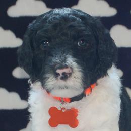 Orange Collar Boy (Rocco) - Poodle puppy in Sugar Hill, Georgia from Secret Cove Standard Parti Poodles
