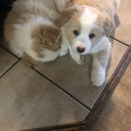 Border Collie Puppies from Cahill’s Canines