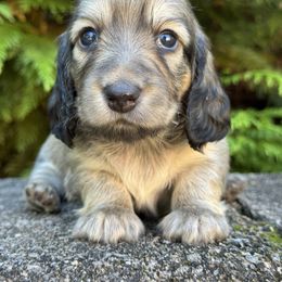 Apple (3400) - Cream female Dachshund puppy in Steele, Alabama from Taylored Dachshunds