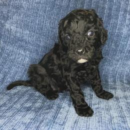 Wick - Black male Cockapoo puppy in Bedford, Iowa from Our Father’s Doodles