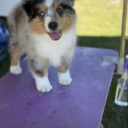 Breezy - Blue merle male Miniature American Shepherd puppy in Florence, Oregon from NW Aloha Miniature American Shepherds