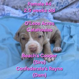 FEMALE  - 4 - Yellow merle female Catahoula Leopard Dog puppy in Perry, Florida from O'Leos' Acres Catahoulas