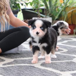 Sister - Black tri female Miniature Australian Shepherd puppy in Goliad, Texas from Sassy Lil Aussies and Diamond W Poodles