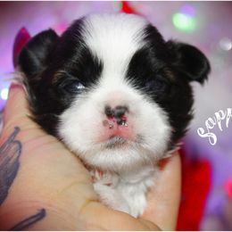 Sapphire - Brindle and white female Shih Tzu puppy in Warren, Michigan from Danielle's Yorkie & Shih Tzu Babies