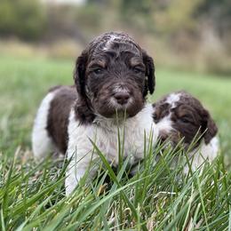 Poodle Puppies from Prodigy Farms Therapy Dogs