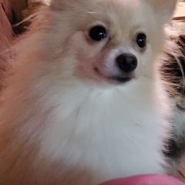 Sandy - Pomeranian
