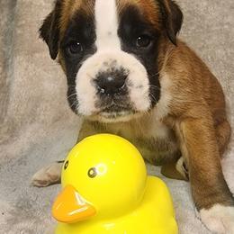 Olive - Fawn male Boxer puppy in Aurora, Missouri from Pick A Pup