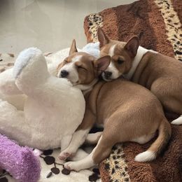 Basenji puppies from Royal Basenji