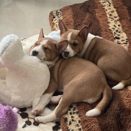 Basenji puppies from Royal Basenji