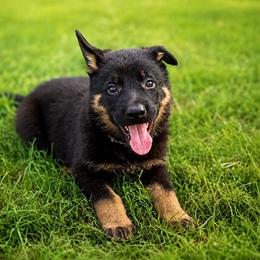 Blue Black Collar - Bi-color male German Shepherd puppy in Casscoe, Arkansas from Crown H Shepherds