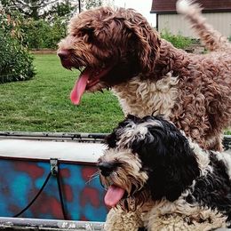 Portuguese Water Dogs from Pine Ridge Porties