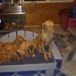 Vizsla Puppies from Izabella Vizslas