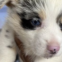 American Corgis and Pembroke Welsh Corgis from CalValley Kennels