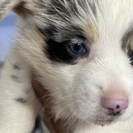 American Corgis and Pembroke Welsh Corgis from CalValley Kennels