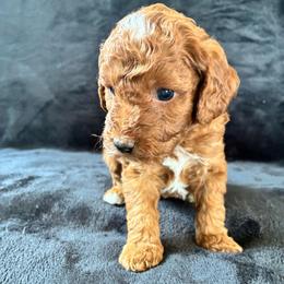Pooh - Red and white male Cockapoo puppy in Adrian, Oregon from ApplebyFarm