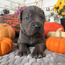Lio - Gray male Cane Corso puppy in Fort Scott, Kansas from Black Magic Cane Corso