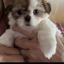 Shih Tzu Puppies from Prescious Shih Tzu’s