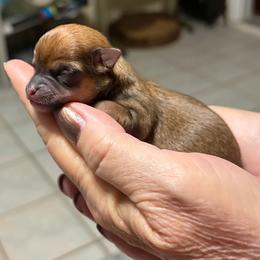 Boy 2 - Fawn brindled black male Chihuahua puppy in Leesburg, Florida from Mystic Angels Chihuahuas