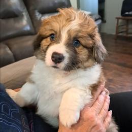 Jimmy Choo - Fawn male Pembroke Welsh Corgi puppy in Decatur, Illinois from Smilin Corgis