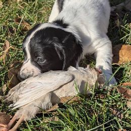 Working or hunting homes only - Black and white male English Cocker Spaniel puppy in Phillips, Nebraska from Fenloch Gundogs
