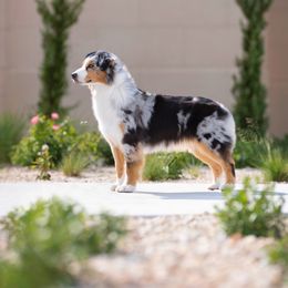 Laramie - Australian Shepherd