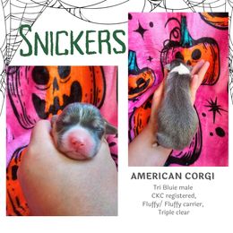 Snickers - Gray and white male American Corgi puppy in Mansfield, Ohio from Moonrise corgis
