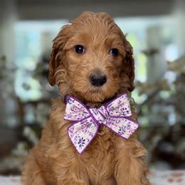 Pandora - Apricot female Goldendoodle puppy in Yuciapa, California from AlltheDoodlez_