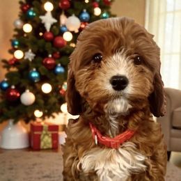 Red Male - Red male Cavapoo puppy in Gilbert, Arizona from Azbernedoodlepuppies