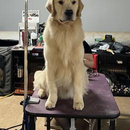 Pappy - Golden Retriever