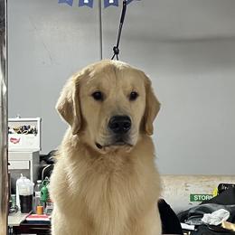 Pappy - Golden Retriever