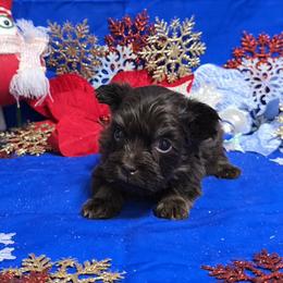 Hershey Kisses - Chocolate male Havanese puppy in Vinita, Oklahoma from Locust Creek Shih Tzu & Havanese