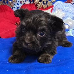 Hershey Kisses - Chocolate male Havanese puppy in Vinita, Oklahoma from Locust Creek Shih Tzu & Havanese